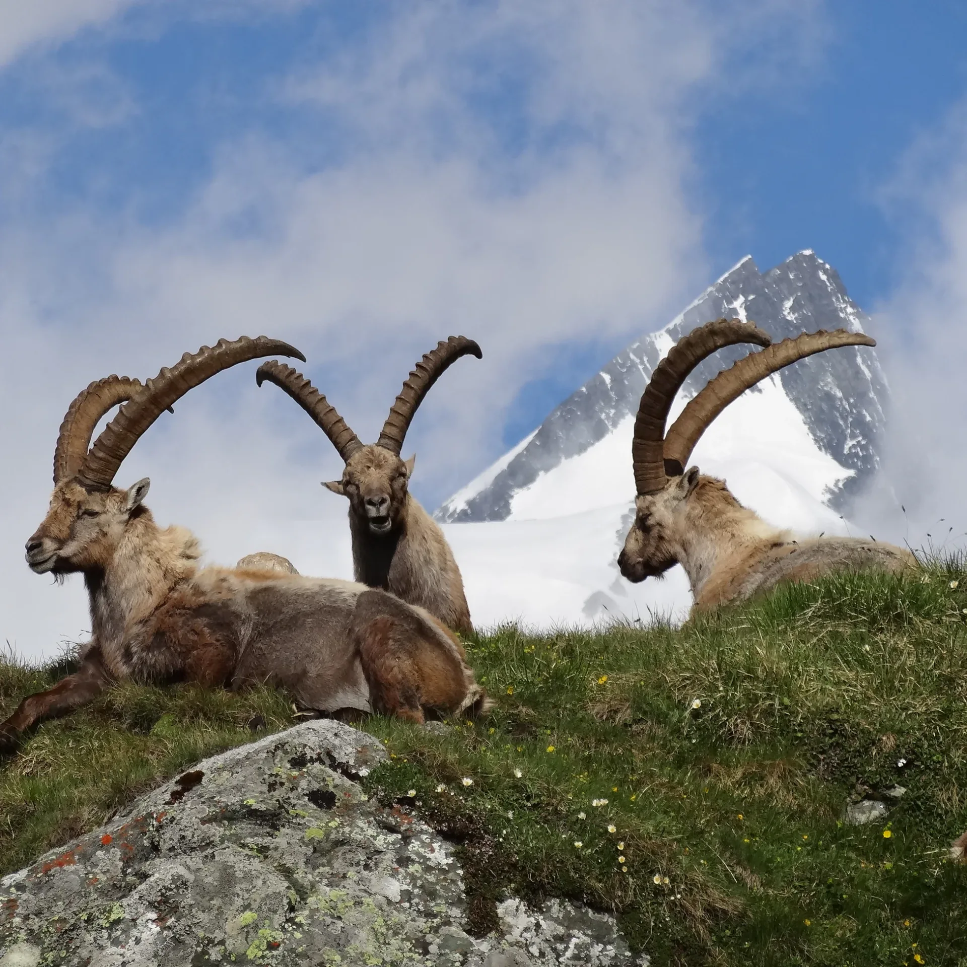 Wildtiere der Hohen Tauern beobachten